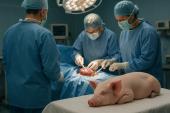 Genetski modificirana svinjska jetra u Kini produžila život pacijenta i otvorila novu eru ksenotransplantacije