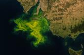 Ecological disaster in South Australia: Deadly algae Karenia mikimotoi destroys marine life due to heatwave