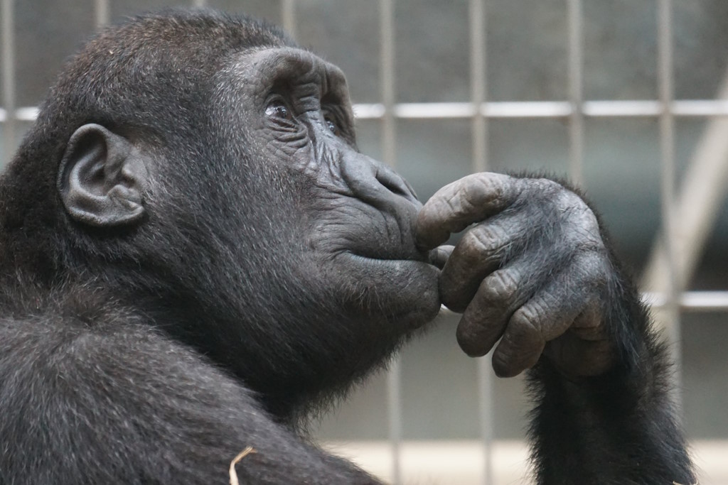 Možemo li dekodirati jezik naših rođaka primata? | Karlobag.eu