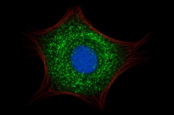 Une révolution dans la biologie cellulaire : le modèle d