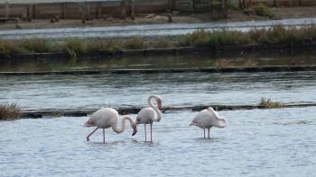 Exotische Flamingos wieder in der Nin-Lagune - ein ungewöhnliches Ereignis überraschte Ninans und Touristen