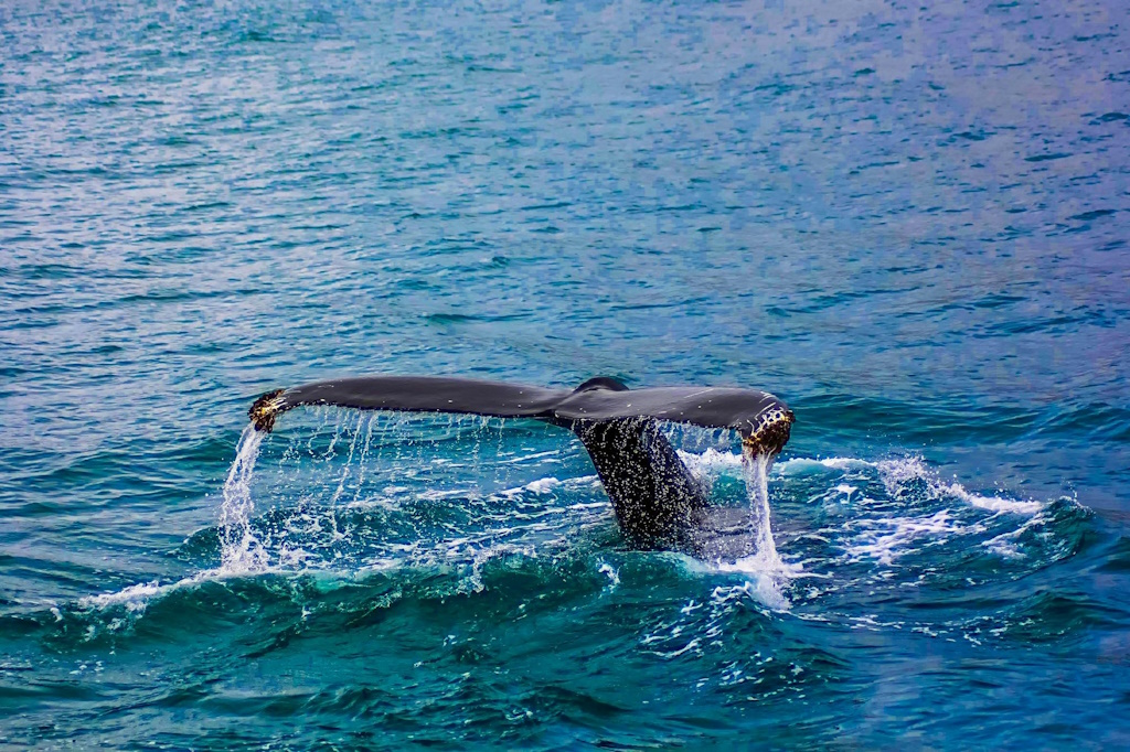Kitovi kljunaši Baird