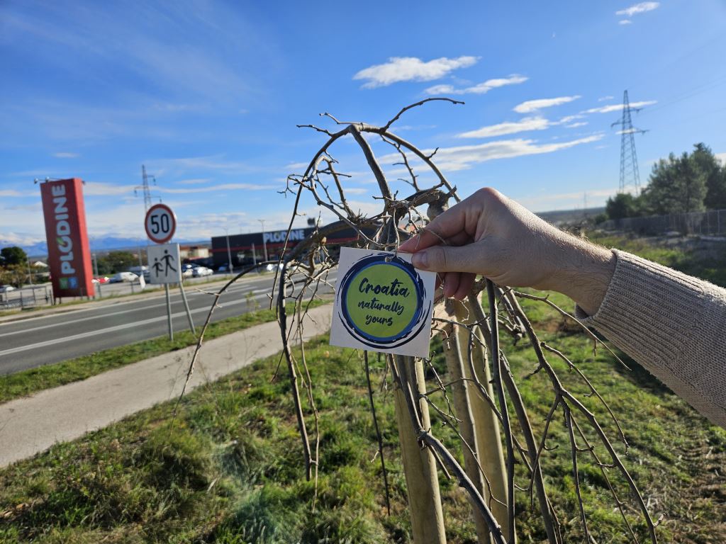 Nin strengthens the identity of a sustainable destination through the project Croatia naturally yours and the planting of new trees in the lagoon